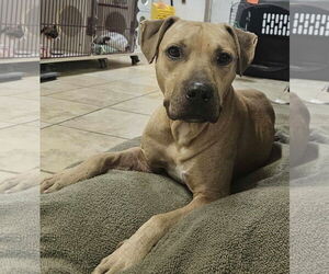 American Pit Bull Terrier-Unknown Mix Dogs for adoption in El Centro, CA, USA