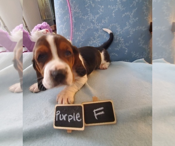 Full screen Photo #1 Basset Hound Puppy For Sale in WENTZVILLE, MO, USA