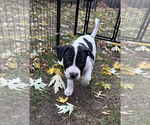 Medium Photo #2 Mutt Puppy For Sale in Springdale, PA, USA