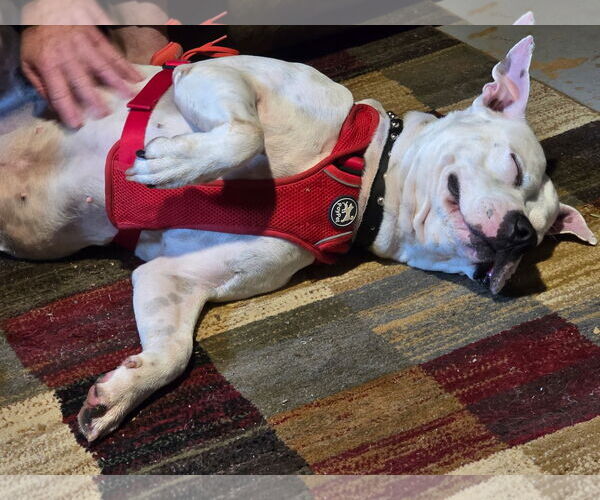 Medium Photo #3 American Staffordshire Terrier-Unknown Mix Puppy For Sale in Holly Springs, NC, USA