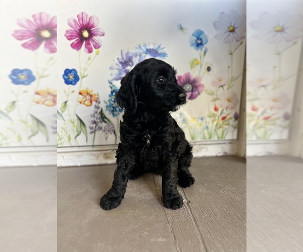 Medium Photo #5 Golden Mountain Doodle Puppy For Sale in SAN JACINTO, CA, USA