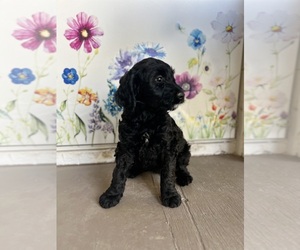 Medium Golden Mountain Doodle