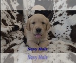 Puppy Navy Paw Male Golden Retriever