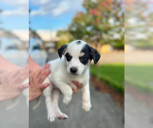 Medium Photo #8 Mutt Puppy For Sale in Holly Springs, NC, USA