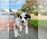 Small #7 Mutt