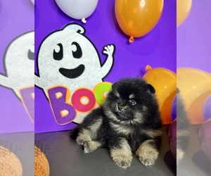 Pomeranian Puppy for sale in BEVERLY HILLS, CA, USA