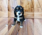 Small Photo #1 Miniature Bernedoodle Puppy For Sale in LAKE CITY, FL, USA
