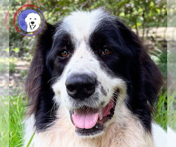 Medium Photo #2 Great Pyrenees-Unknown Mix Puppy For Sale in Spring, TX, USA
