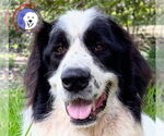 Small #1 Great Pyrenees Mix