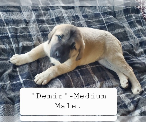 Medium Photo #7 Kangal Dog Puppy For Sale in SILVER LAKE, OR, USA