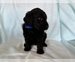 Small Photo #4 Goldendoodle Puppy For Sale in CHIPLEY, FL, USA