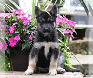 German Shepherd Dog-Siberian Husky Mix Puppy for sale in FREDERICKSBG, OH, USA
