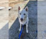 Small Siberian Husky
