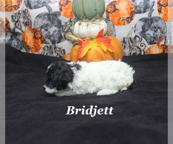 Medium Photo #7 Poodle (Toy) Puppy For Sale in CHANUTE, KS, USA