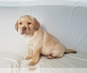 Labrador Retriever Puppy for sale in CATO, NY, USA
