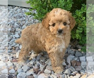 Cavapoo-Poodle (Toy) Mix Puppy for sale in NEWPRT, PA, USA