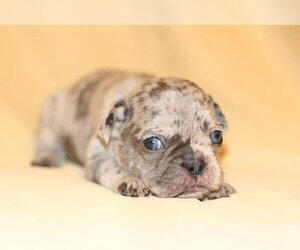 French Bulldog Puppy for sale in MONTECITO, CA, USA