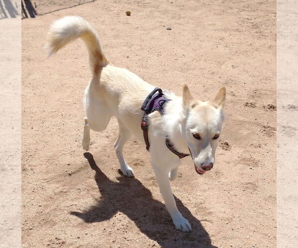 Medium Photo #3 Gerberian Shepsky Puppy For Sale in Apple Valley, CA, USA