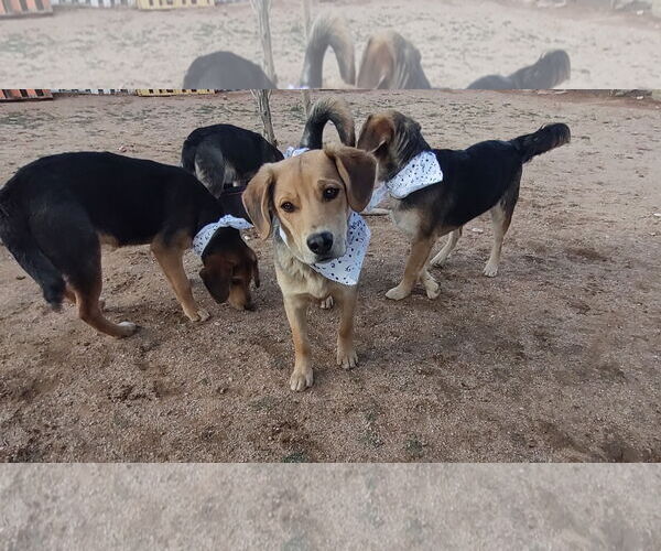 Medium Photo #7 Beagle-Unknown Mix Puppy For Sale in Apple Valley, CA, USA
