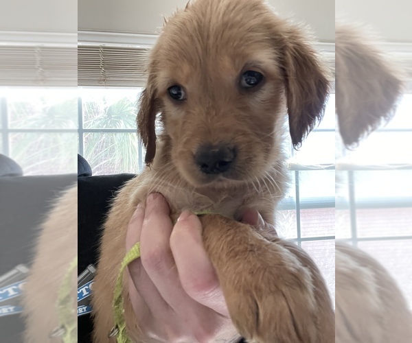 Medium Photo #4 Golden Retriever Puppy For Sale in SUMMERVILLE, SC, USA