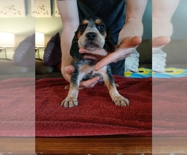Medium Photo #3 Beagle Puppy For Sale in BOWLING GREEN, MO, USA