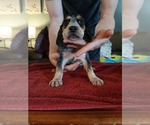 Small Photo #8 Beagle Puppy For Sale in BOWLING GREEN, MO, USA