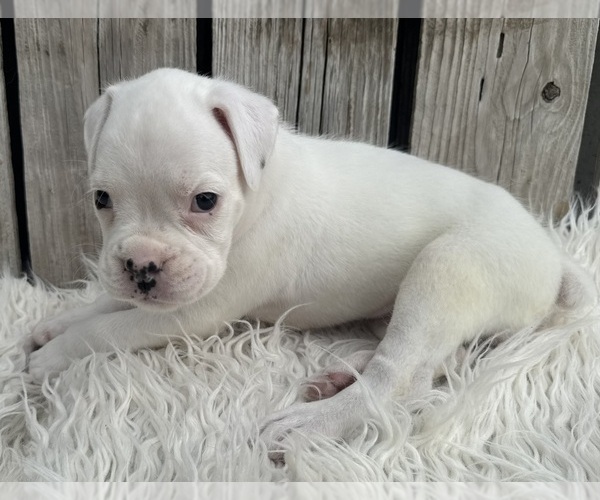 Medium Photo #3 Boxer Puppy For Sale in PAWNEE CITY, NE, USA