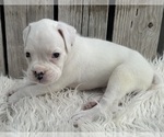 Small #2 Boxer