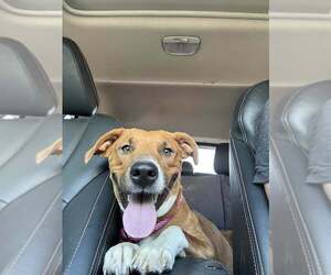 Mountain Cur-Unknown Mix Dogs for adoption in Cave Creek, AZ, USA