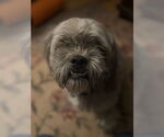 Small #1 Lhasa Apso Mix