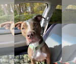Small #7 American Pit Bull Terrier