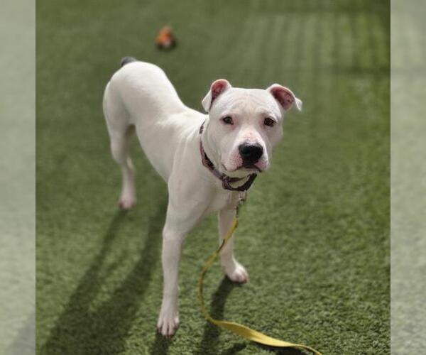 Medium Photo #1 Mutt Puppy For Sale in Las Vegas, NV, USA