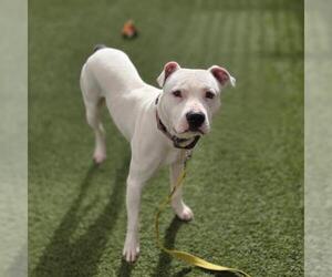 Mutt Dogs for adoption in Las Vegas, NV, USA