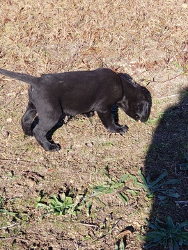 Medium Photo #9 Labrador Retriever Puppy For Sale in HARTVILLE, MO, USA