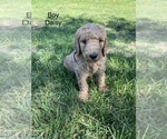 Small Photo #16 Goldendoodle Puppy For Sale in EATON RAPIDS, MI, USA