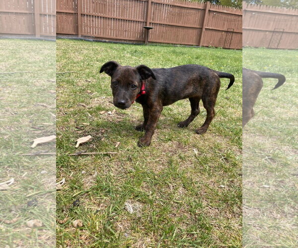 Medium Photo #2 Dachshund-Unknown Mix Puppy For Sale in New London, WI, USA