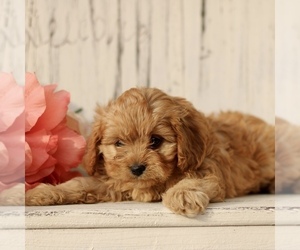 Cavapoo (Miniature) Puppy for sale in NEW HOLLAND, PA, USA