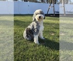 Small Photo #1 Sheepadoodle Puppy For Sale in FAYETTEVILLE, NC, USA