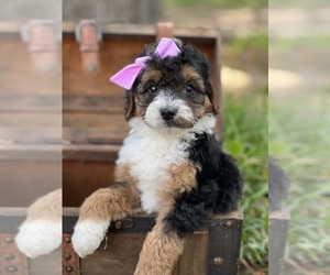 Bernedoodle (Miniature) Puppy for sale in AZLE, TX, USA