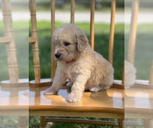 Medium Photo #8 Goldendoodle Puppy For Sale in MARYVILLE, MO, USA