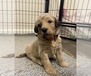 Goldendoodle Puppy for sale in ANAHEIM, CA, USA