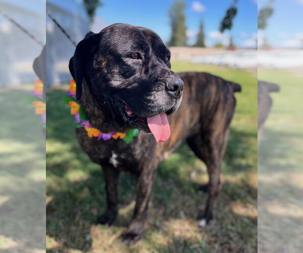 Medium Photo #2 Mastiff Puppy For Sale in Penngrove, CA, USA