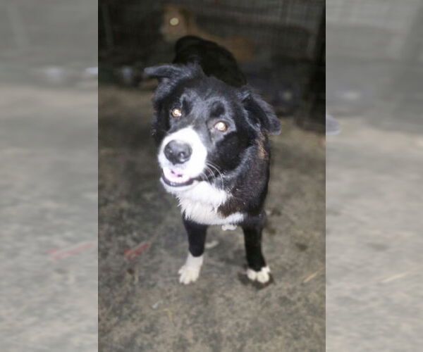 Medium Photo #2 Border-Aussie Puppy For Sale in Aurora, IN, USA