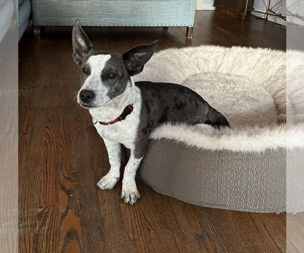 Medium Photo #3 Pembroke Welsh Corgi-Unknown Mix Puppy For Sale in Littleton, CO, USA