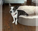 Small #2 Pembroke Welsh Corgi Mix