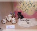 Small Photo #2 Yorkshire Terrier Puppy For Sale in HOLLYWOOD PARK, TX, USA
