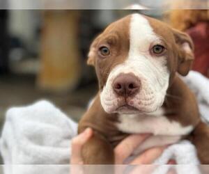 Medium American Pit Bull Terrier Mix