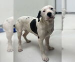Small #1 Mutt