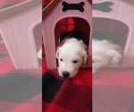 Small Photo #2 Border Collie-Sheepadoodle Mix Puppy For Sale in MARATHON, WI, USA