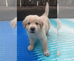 Small Photo #4 Golden Pyrenees Puppy For Sale in KILLEEN, TX, USA